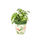 Picture of Planted Medium 22cm Green Flamingo Pattern Plastic Indoor/Outdoor Flowerpot 